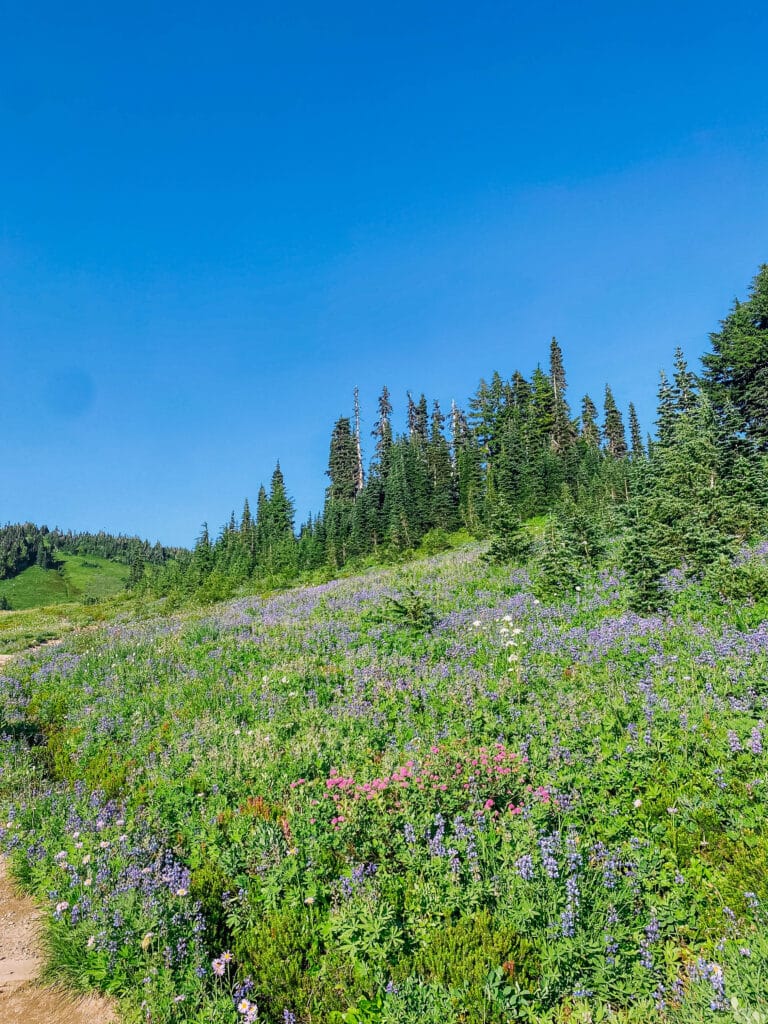 Lush alpine field with blooming wildflowers and a few scattered evergreen trees