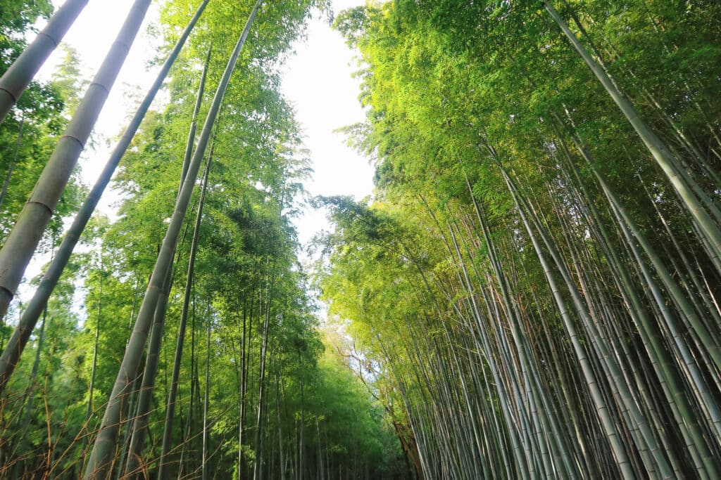 Looking straight up through the towering bamboo stalks of Arashiyama Bamboo Forest, with leafy green tops overlapping the sky.