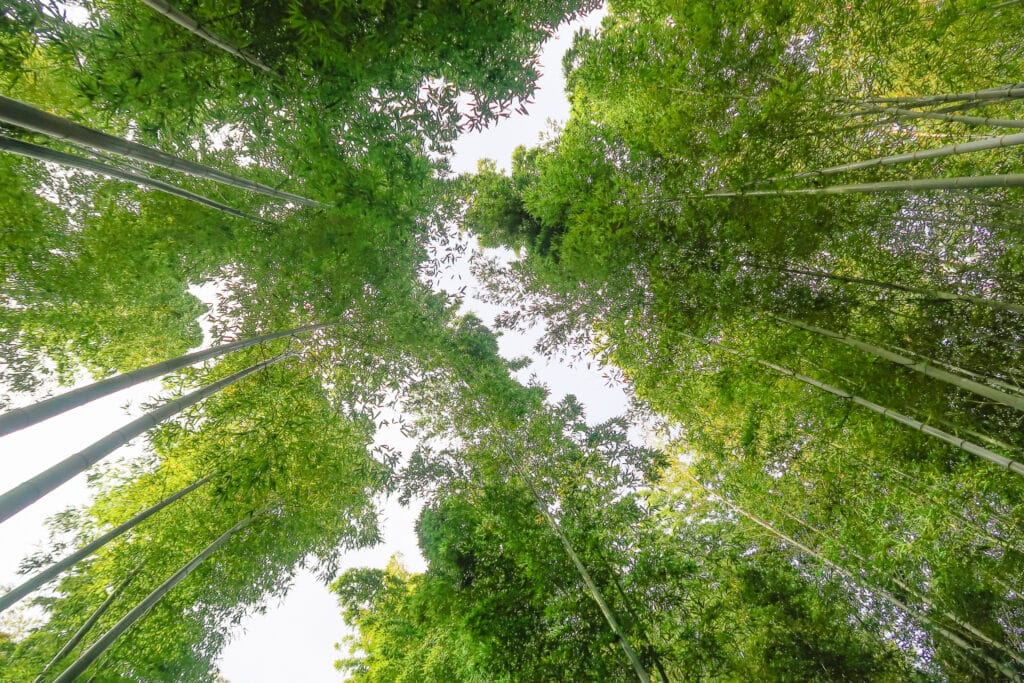 Upward view of Arashiyama Bamboo Forest with a canopy of green bamboo leaves swaying against a soft, overcast sky.