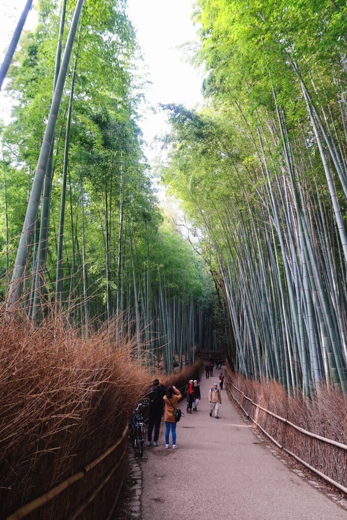 "Visitors walking through the Arashiyama Bamboo Forest in Kyoto, Japan, with golden morning light filtering through the tall green stalks."