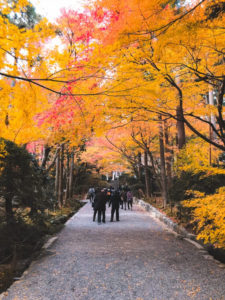 Visitors strolling under golden Japanese Maple trees on the walking paths at Ryoanji.