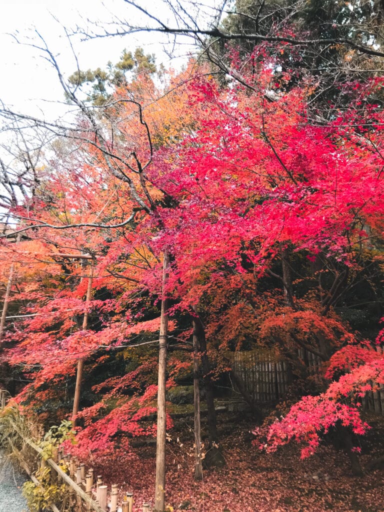 Ruby red japanese maples in peak autumn leaf peeping colors at Ryoanji temple