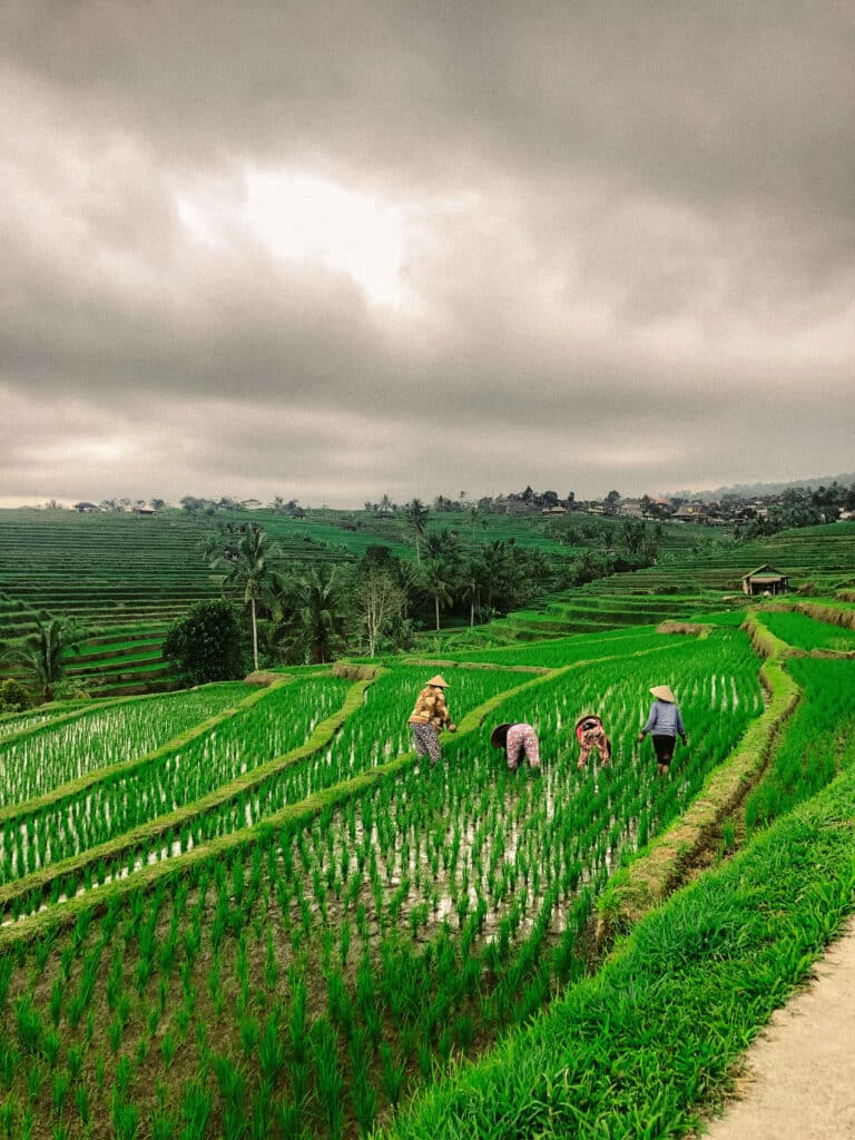 Farmers working along narrow paths between bright green rice paddies in the Jatiluwih terraces.