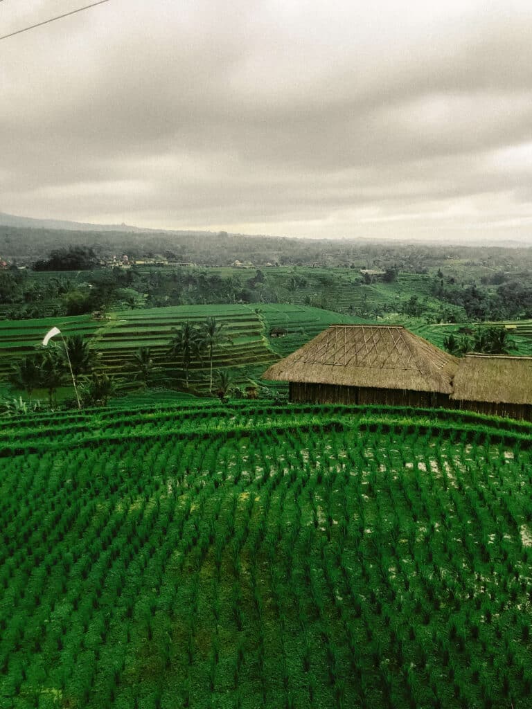 Traditional thatched-roof hut nestled in the middle of vibrant rice terraces stretching toward the horizon.