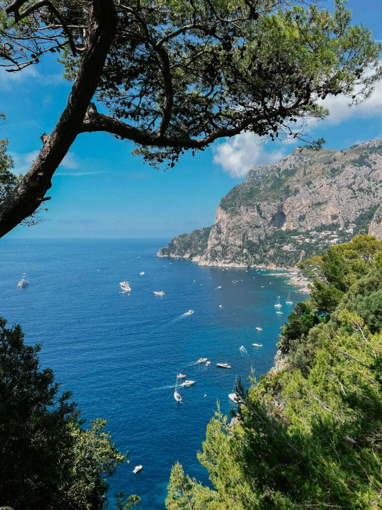 Boats dotting the water below a pine tree on a cliffside overlook