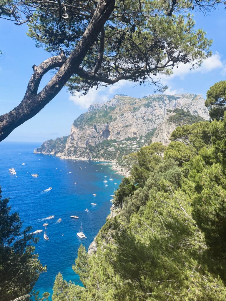 Boats dotting the water below a pine tree on a cliffside overlook