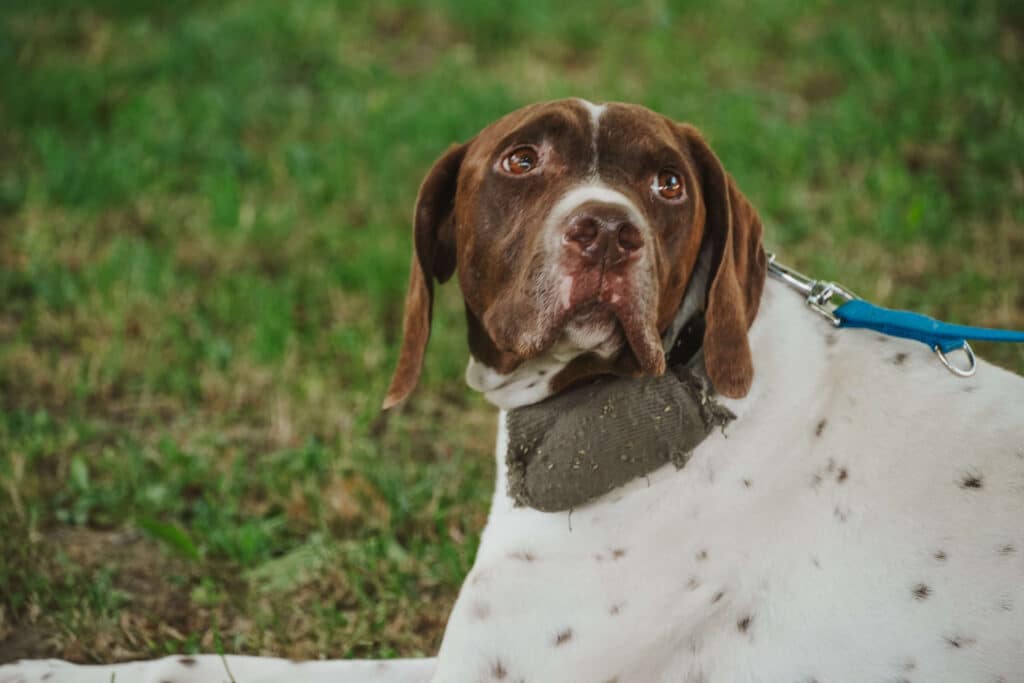 Close-up of the truffle dog’s face with expressive eyes and spotted fur