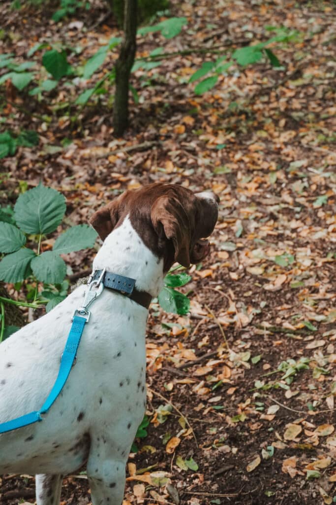 White truffle dog standing alert in the forest, nose in the air, excited to go off leash