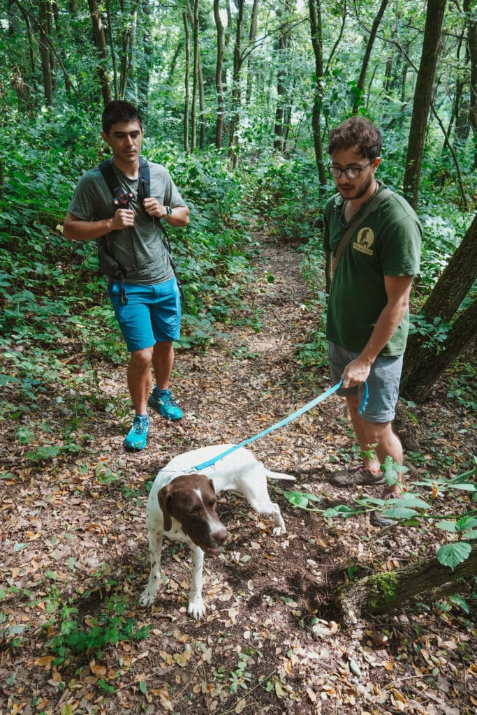 Two truffle hunters and a white and brown english pointer truffle hunting dog beginning the search in the forest underbrush