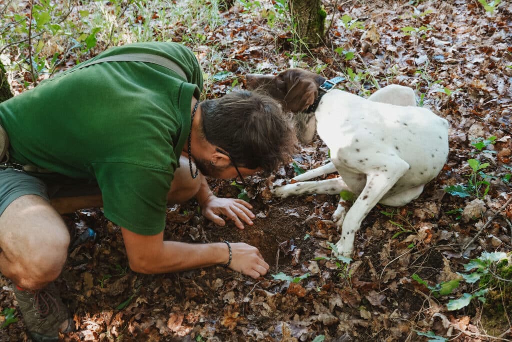 Guide and truffle dog examining a potential truffle spot in the hole that the truffle dog dug in the leaf-covered forest floor