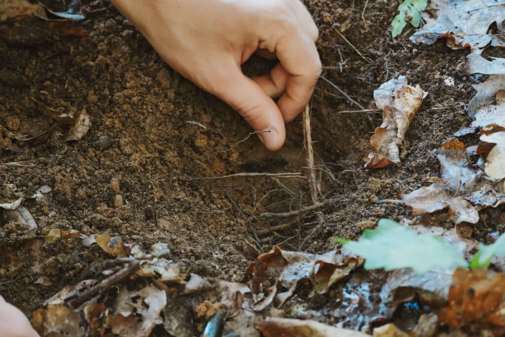 Close-up of a hand delicately excavating a truffle from the forest floor