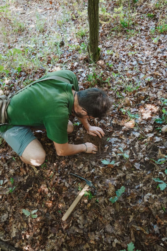 A professional truffle hunter crouched in the woods using a small pickaxe to dig up a summer black truffle