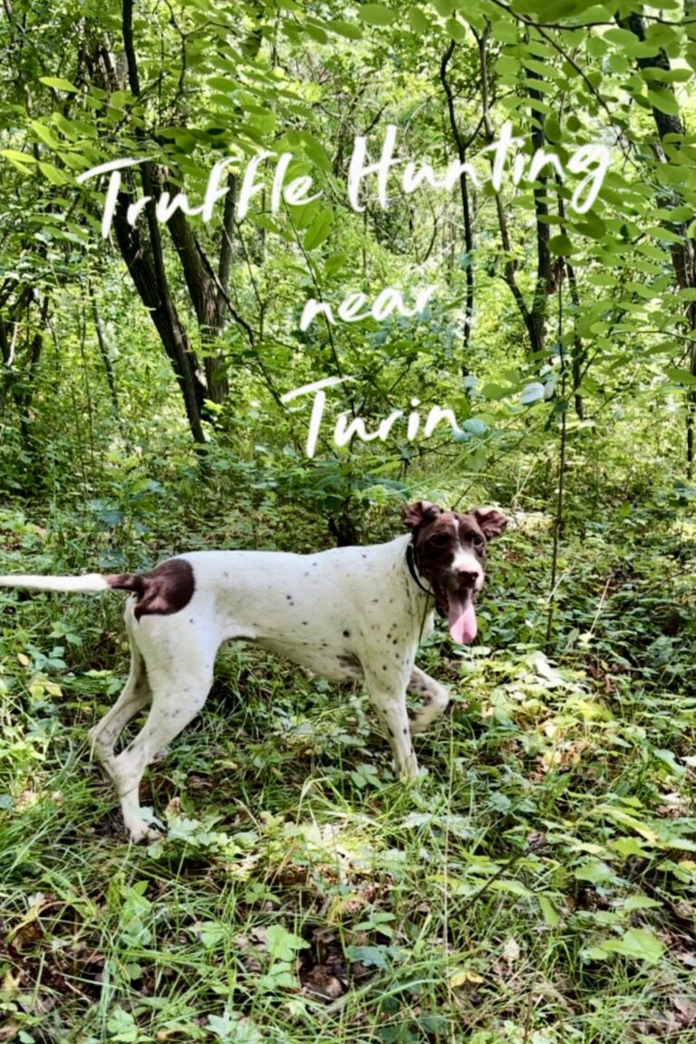 A brown and white english pointer dog excitedly hunting truffles on a truffle hunting tour in italy, with the text "Truffle Hunting Near Turin" on top