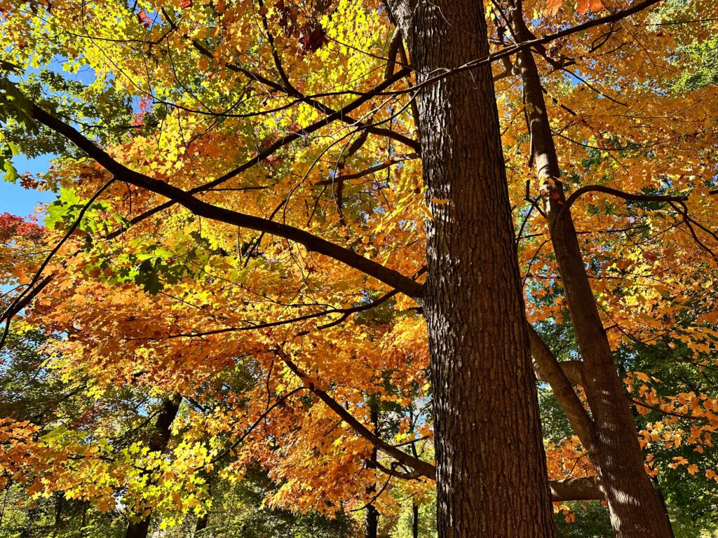 Autumn tree with vibrant orange and yellow leaves against a bright blue sky.