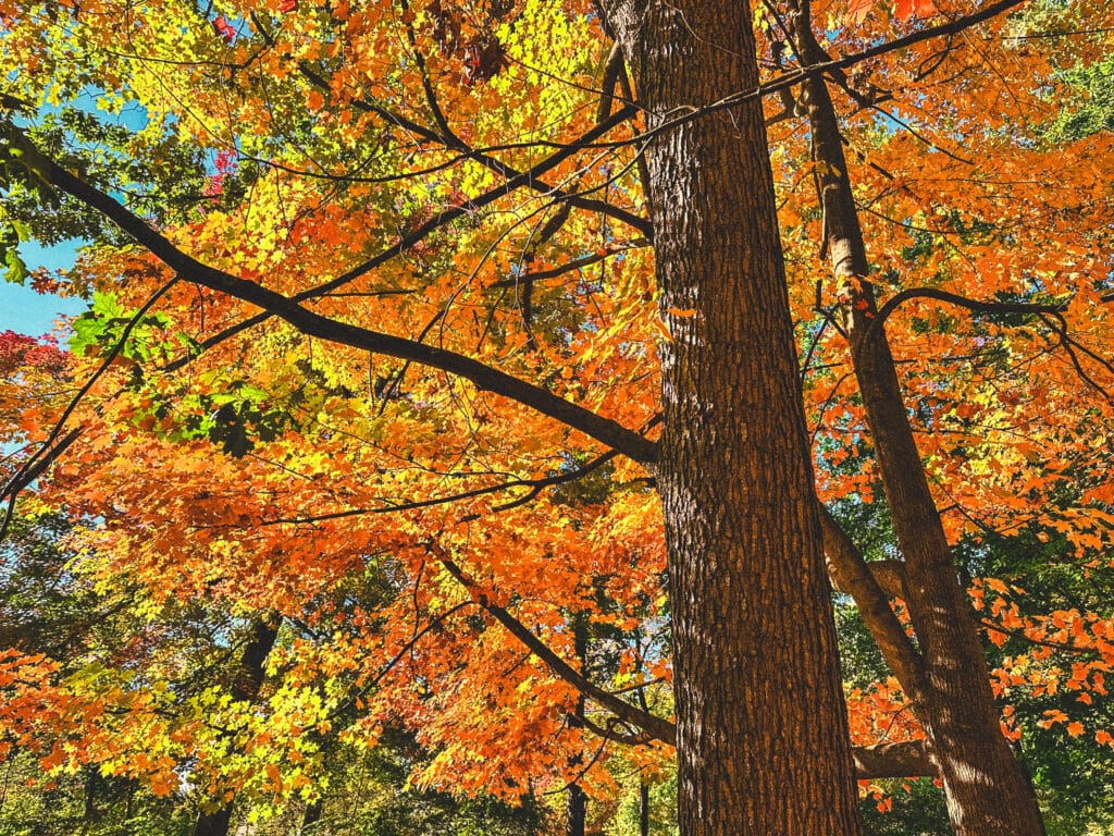 Close-up of fiery autumn leaves glowing in afternoon sunlight.