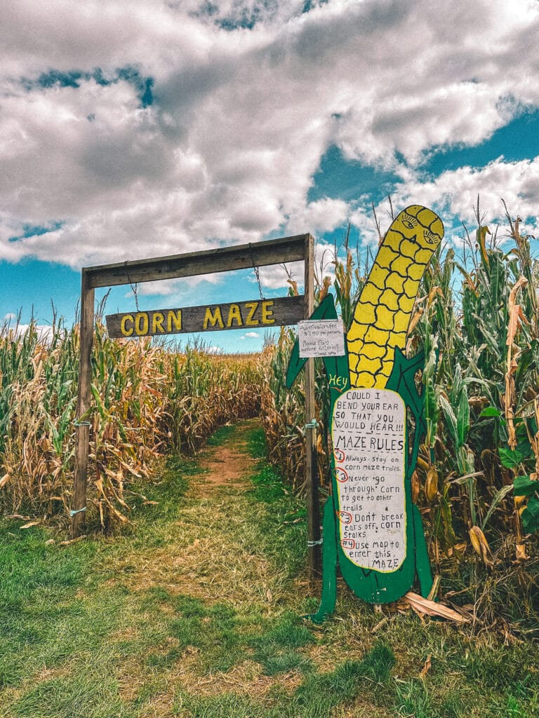 View across King's corn maze with mountains in the distance and partly cloudy skies.