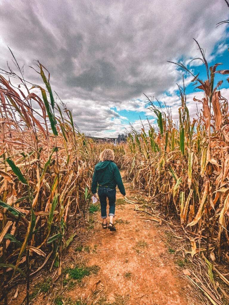 A person exploring a corn maze inside golden cornfields under a bright sky with fluffy white clouds