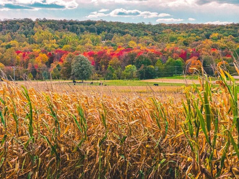 Colorful farmland view with fall foliage and open fields in Lancaster County.