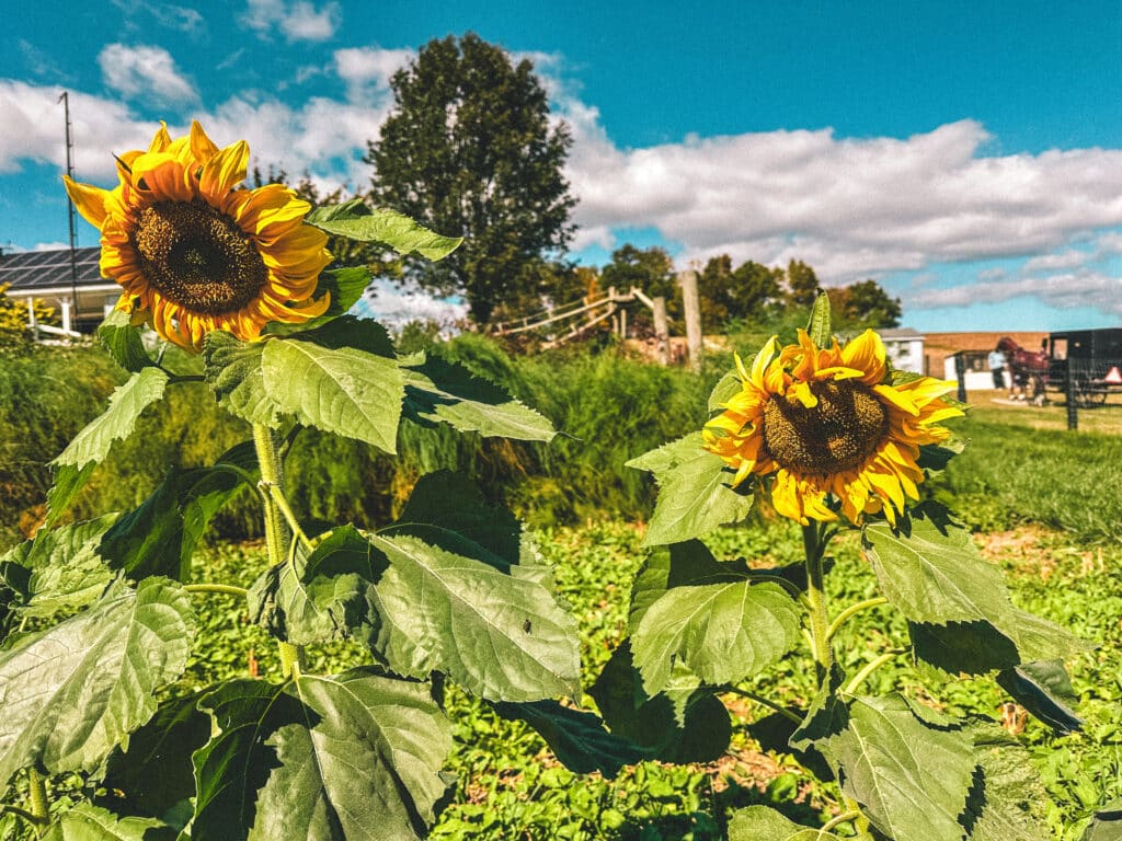 Sunflowers in bloom in front of open farmland and a blue sky.