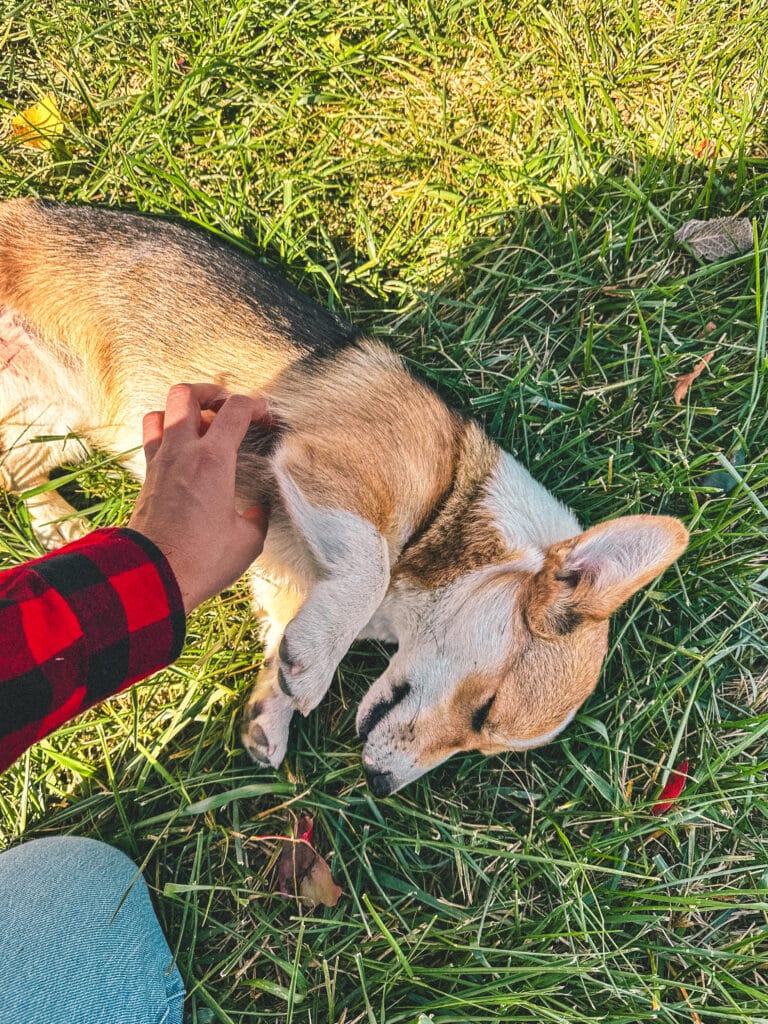 A long haired corgi flopped over in the grass enjoying a belly rub
