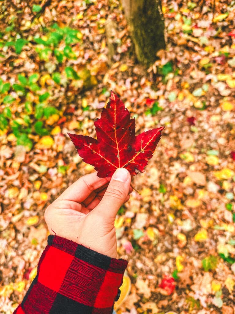 Hand holding a bright red maple leaf above fallen leaves and a plaid shirt.