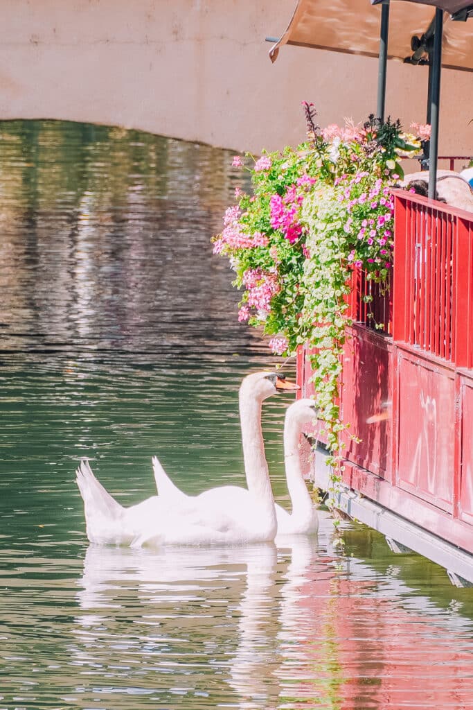 Close-up of white swans gliding under a bridge in a sunlit canal in Colmar