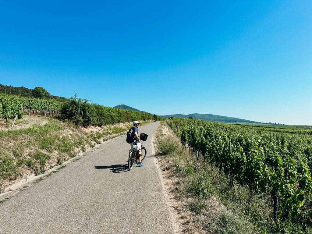 Paved bike path cutting through vineyard rows in the Alsace countryside on the Alsace Wine Route