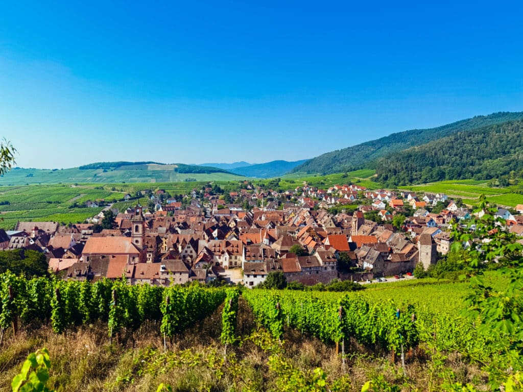 Wide-angle view of the Alsace vineyards and Riquewihr village from a scenic overlook