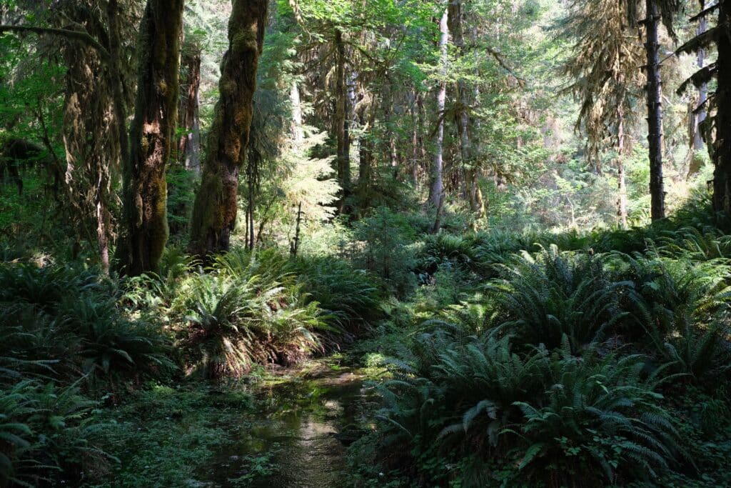 A lush green trail in Hoh Rainforest, surrounded by ferns and towering mossy trees.