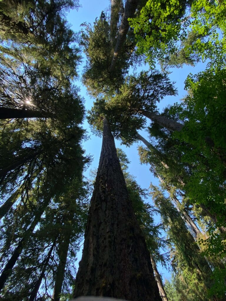 Upward view of towering trees in Hoh Rainforest, framed against a sunny blue sky.