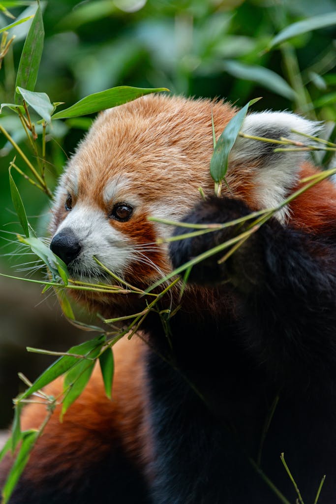 Adorable red panda eating bamboo in a lush forest setting.