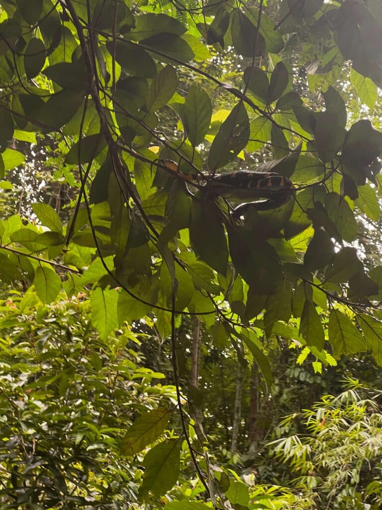 A sleepy jungle snake dozing on a tree branch, partially hidden in the thick foliage above the river.
