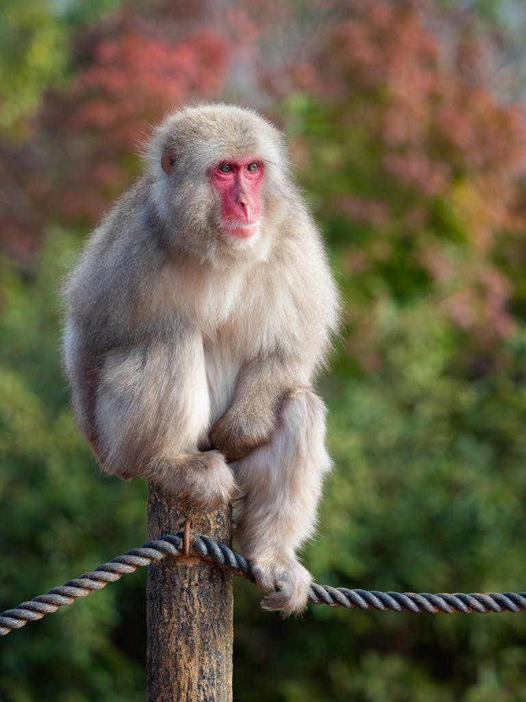 Close-up of a Japanese macaque sitting on a post with autumn foliage in the background. Kyoto, Japan.