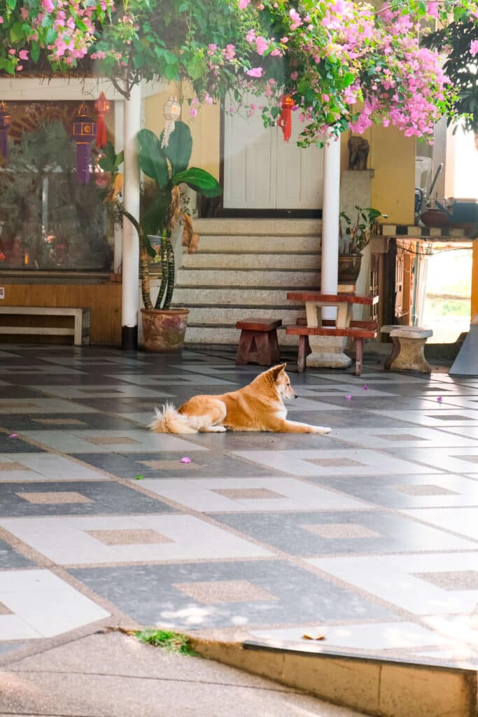 Resting temple dogs in the courtyard of Wat Phra That Doi Suthep
