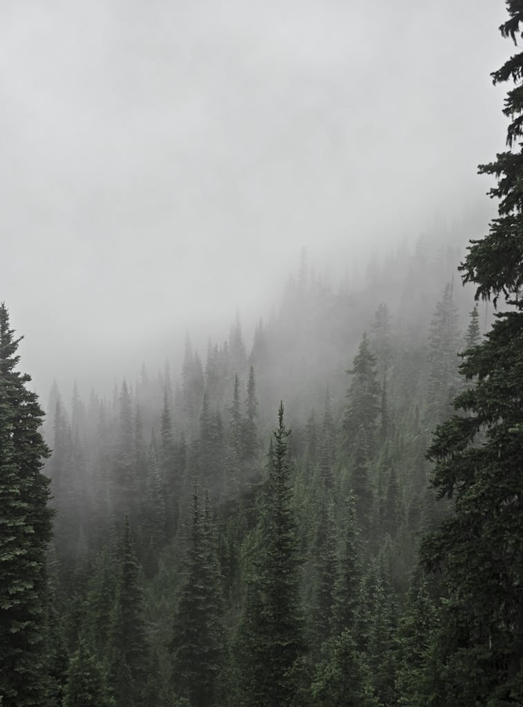 Ethereal mist envelops pine trees in a serene forest near Port Angeles.