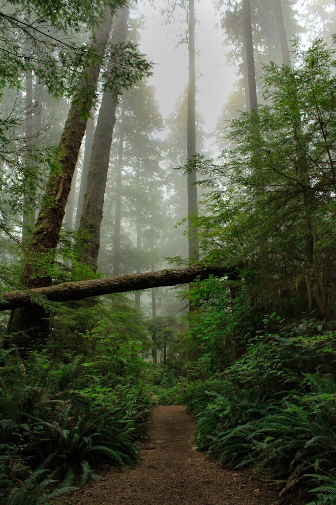 Explore a fog-covered forest path surrounded by tall trees and lush greenery in Washington.