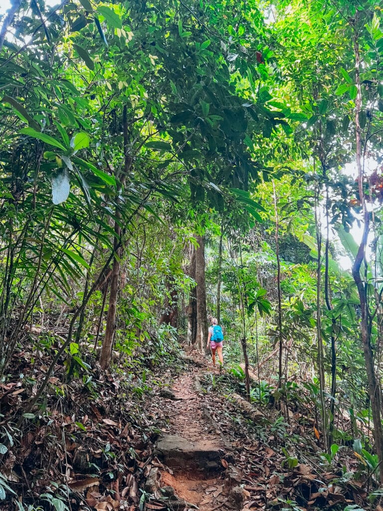 Hiker walking through dense green jungle on the coastal trail at Khao Lak–Lam Ru National Park