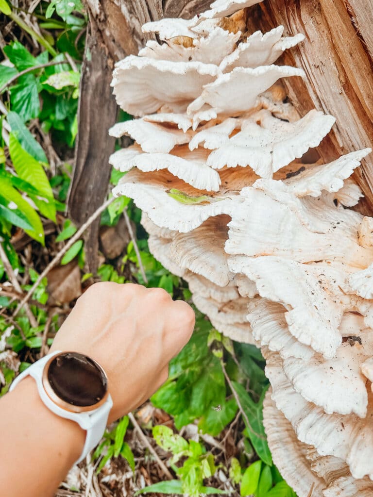 Close-up of white shelf mushrooms growing on a fallen log in the rainforest at Khao Lak–Lam Ru National Park