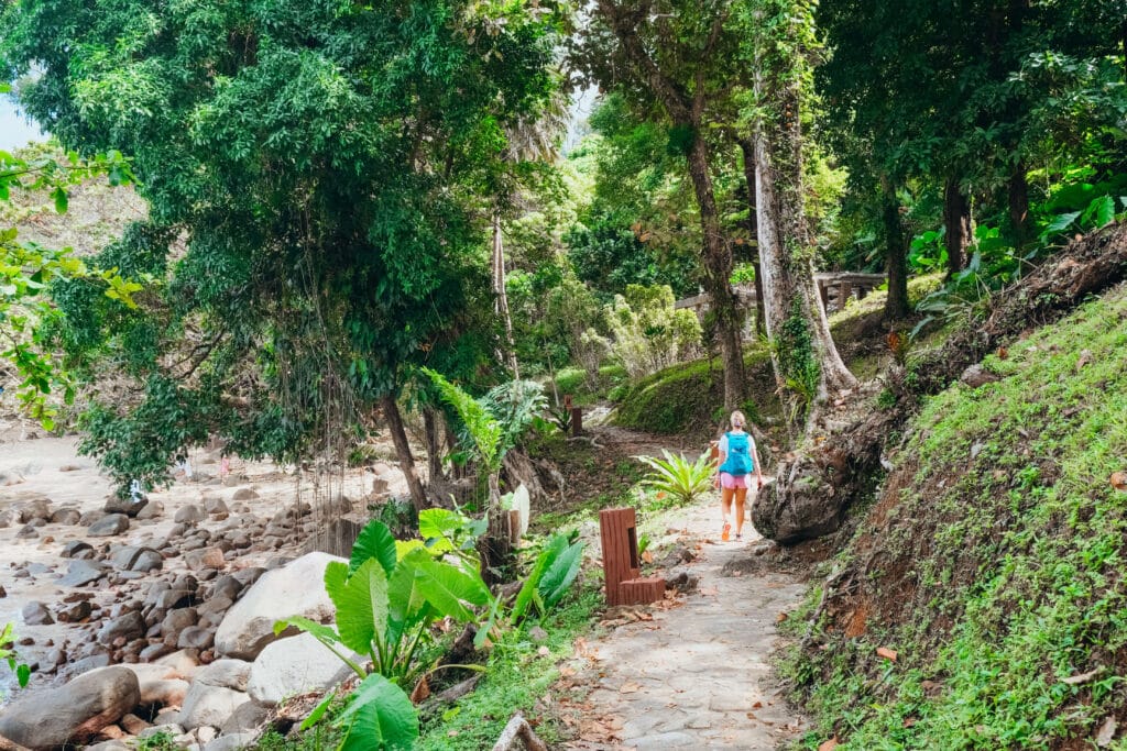 Hiker walking along a jungle path lined with lush tropical plants in Khao Lak–Lam Ru National Park, Thailand