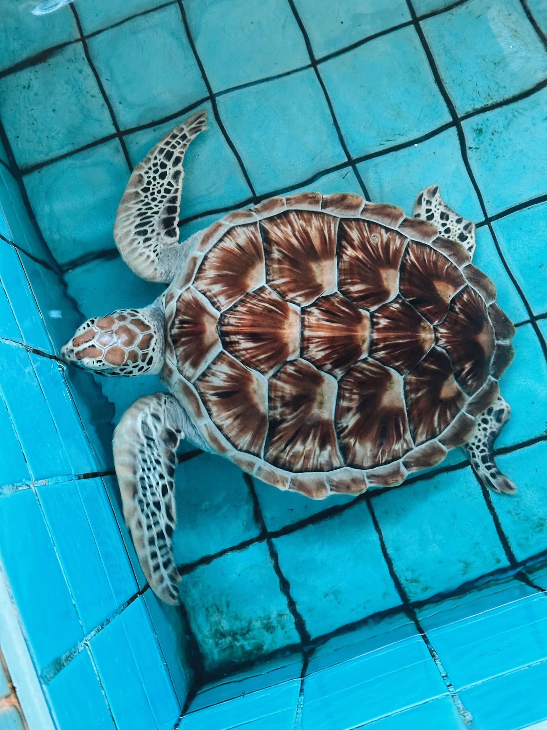 How To Visit the Sea Turtle Conservation Center in Khao Lak
