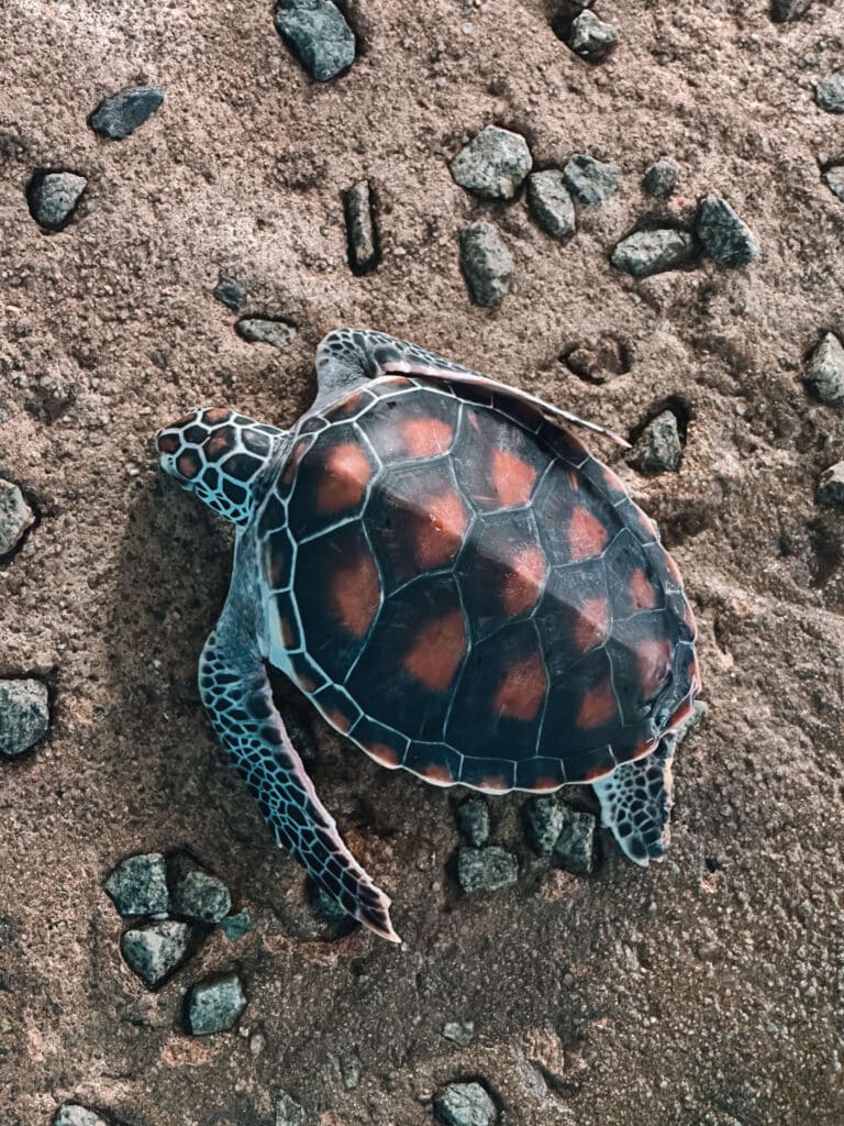 Close-up of a young turtle with a reddish shell resting on sandy ground at the conservation center