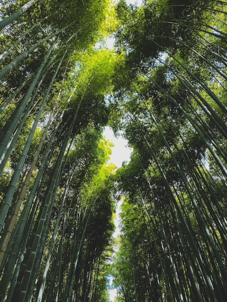 Serene bamboo forest in Kyoto, Japan, showcasing natural beauty and tranquility.