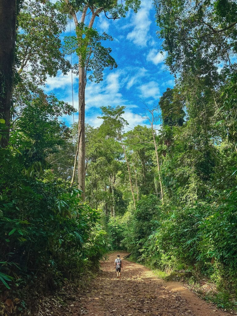 Lush jungle path framed by tall trees and sunlight streaming through the canopy.