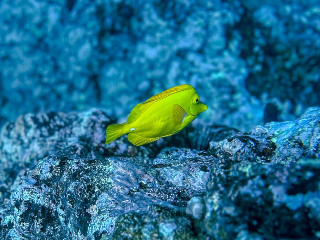 A bright yellow tang swimming over textured coral at Kealakekua Bay.