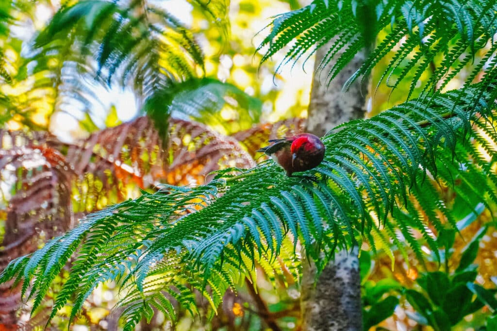 ʻApapane bird hidden among vibrant green ferns and leaves along the Nāʻhuku Lava Tube trail.