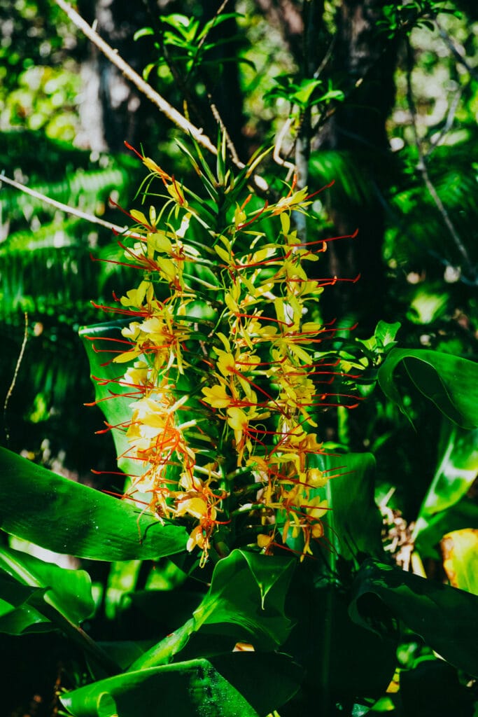 Close-up of yellow tropical flowers growing in the rainforest near the Nāʻhuku Lava Tube.