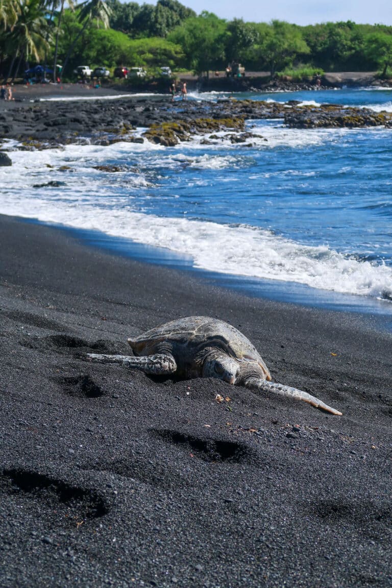 A Hawaiian green sea turtle resting on the glittering black sand at Punaluʻu Beach with gentle waves rolling in behind it.