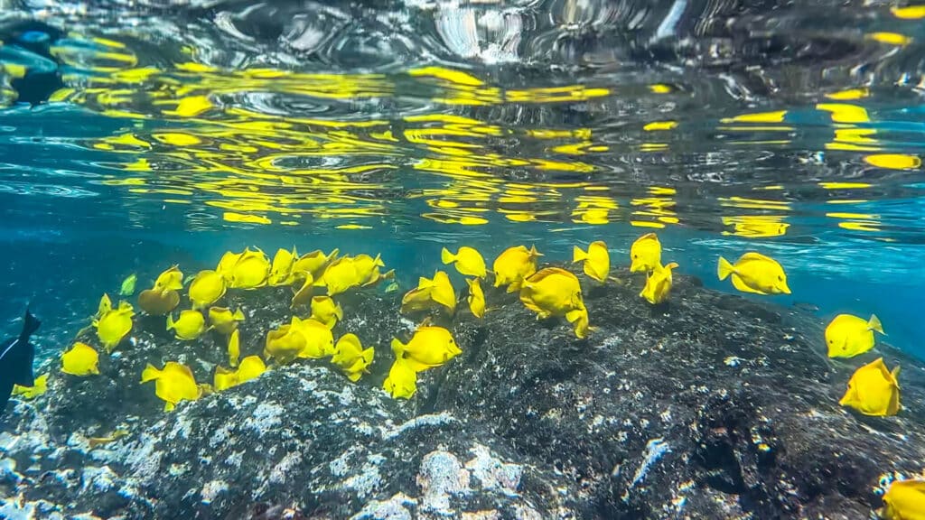 A swirling school of yellow tangs forming a fish ball above dark volcanic benthic habitat.