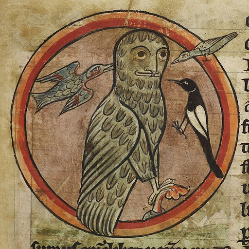 Owl mobbed by smaller birds.