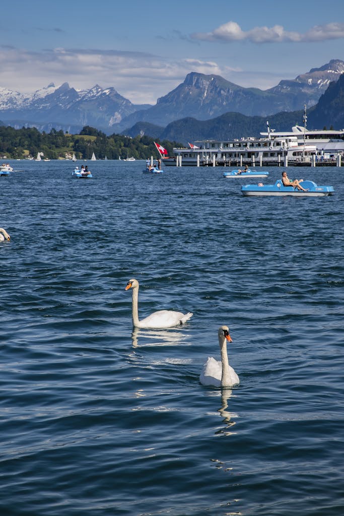 Beautiful Lake Lucerne with swans, boats, and a stunning Swiss mountain backdrop.